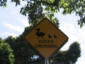 attention les canards........