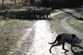 Le chien de berger "Eye Dog" en action