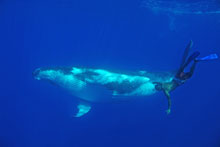 moorea-baleines