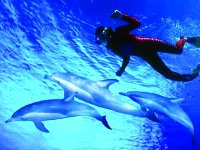 rencontre avec les dauphins var