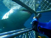 Stewart Island Requins blancs