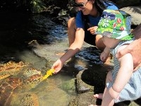 Tortues Samoa Frogs in NZ