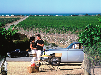 Hawke's Bay vignoble