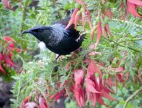 HSB Stewart Island2