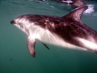 Kaikoura dauphins bus