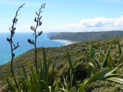 Waitakere1
