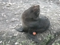 West coast seal