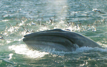 rencontre avec les dauphins var