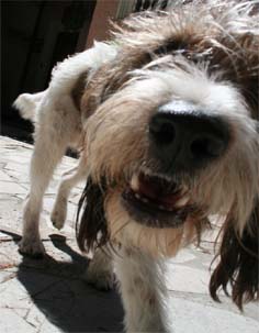 chien