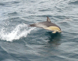 rencontre dauphin var