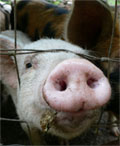 grippe-porcine