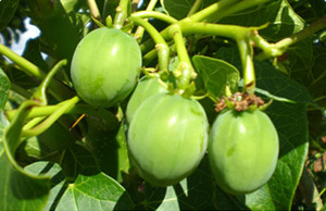 jatropha