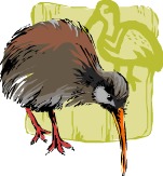 kiwi illustration