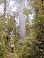 northland1