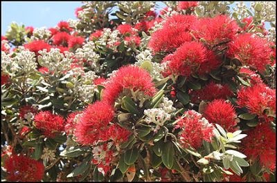 Pohutukawa2