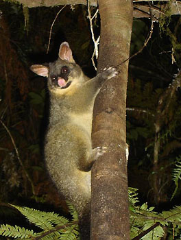 possum