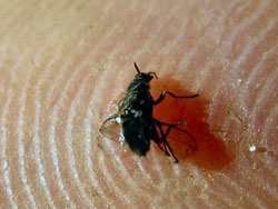 sandfly