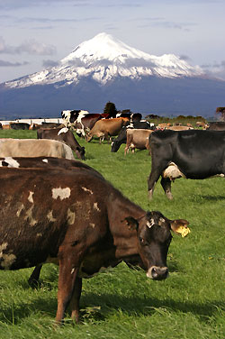 taranaki