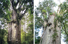 Te Matua Ngahere