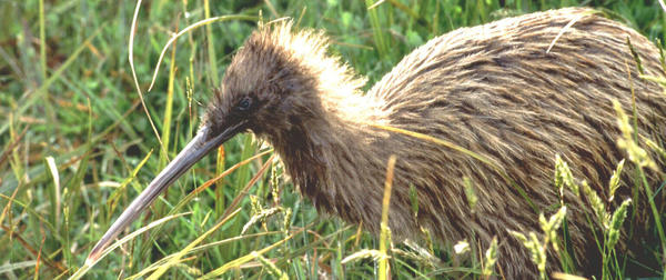 Kiwi stewart Kiwi stewart