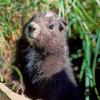 Marmotte POM - ptitepomme