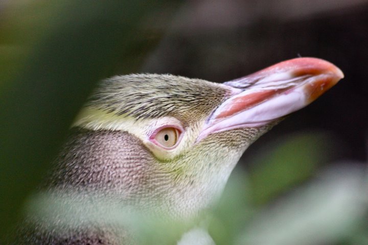 Moeraki Pinguin manchot oeil jaune nouvelle zelande