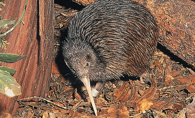 kiwi oiseau nouvelle zelande
