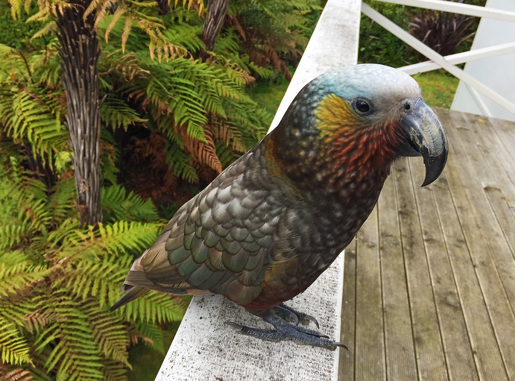 Kaka sur Stewart Island