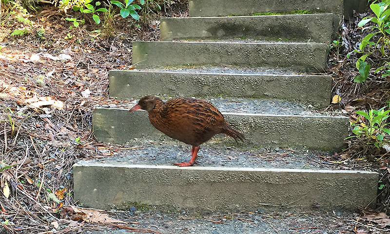 Weka sur Ulva Island