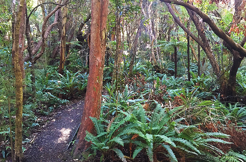 Le bush natif à Stewart Island