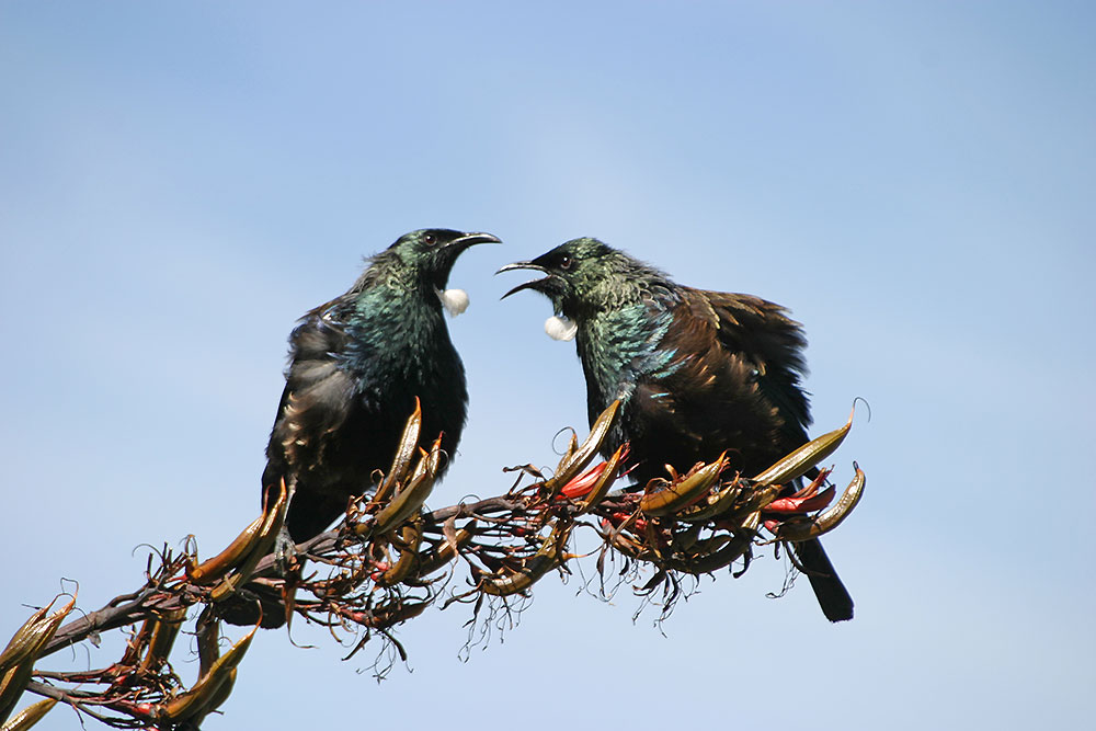 le Tui de Nouvelle-Zélande