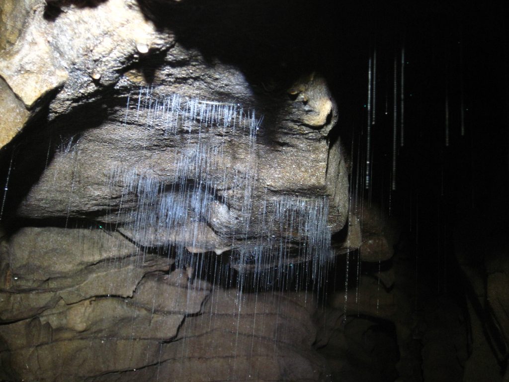 glowworms vers luisants grotte waitomo nouvelle zelande