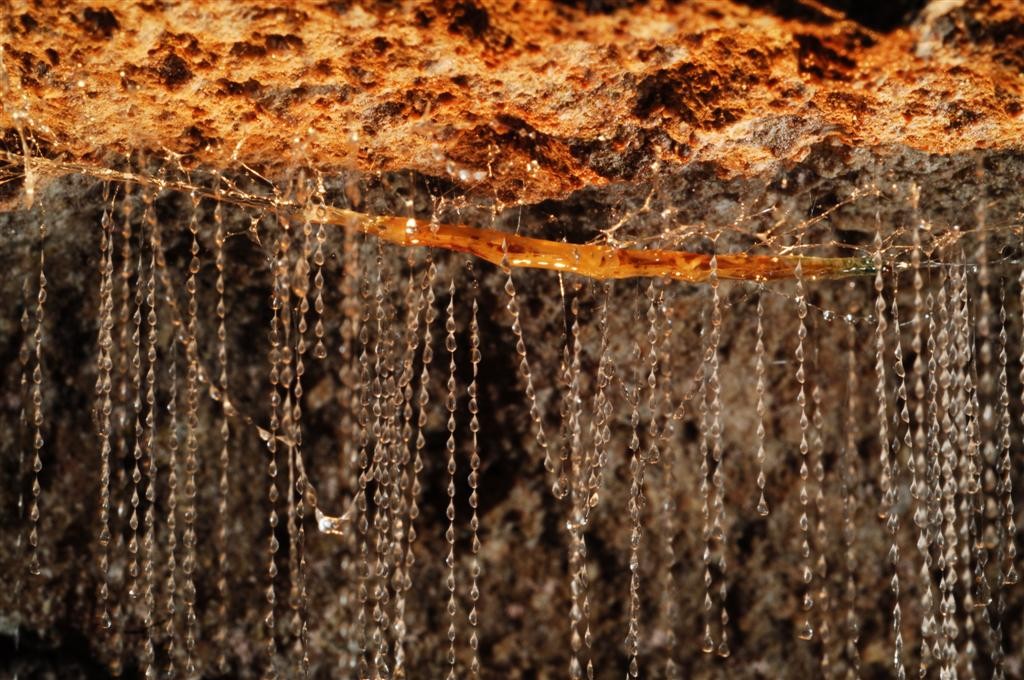 Glow worms waitomo caves vers luisants nouvelle zelande