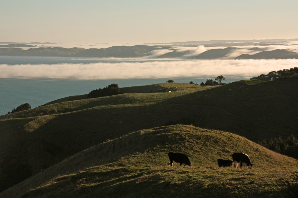 Waikato ile du nord Nouvelle- zelande