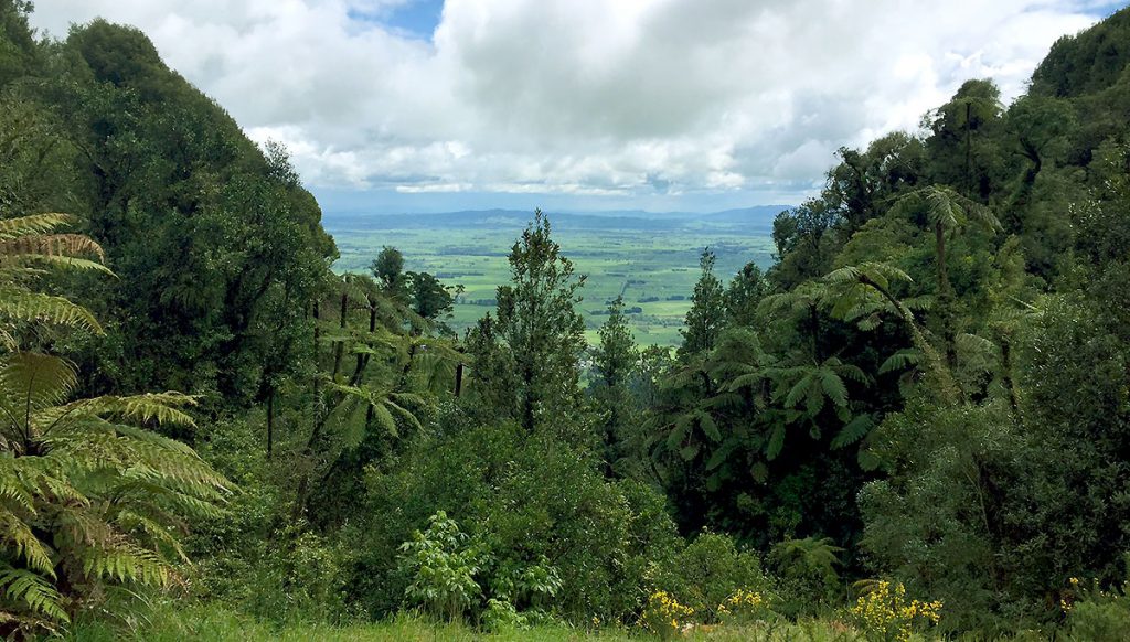 Sentier Kaimai Te Aroha