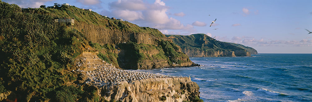 Cote de Muriwai et fous austraux
