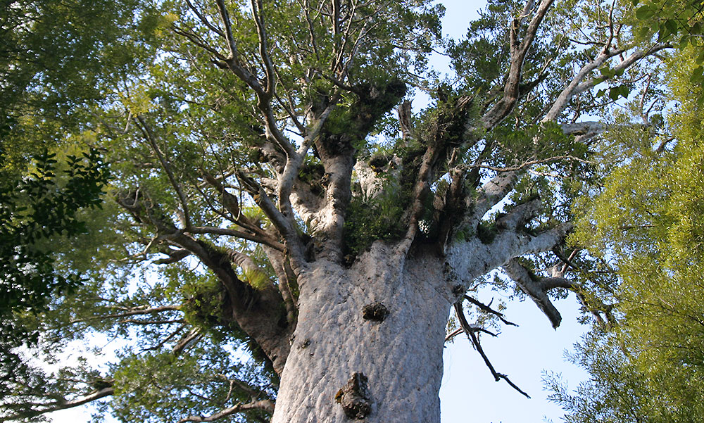 Kauri de Waipoua Forest