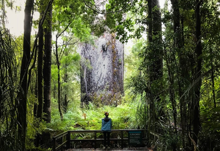 Arbres kauri en Nouvelle-Zélande