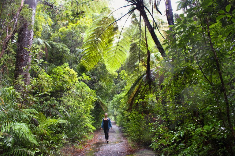 kauri-tree-waipoua - expérience Maori en Nouvelle Zelande