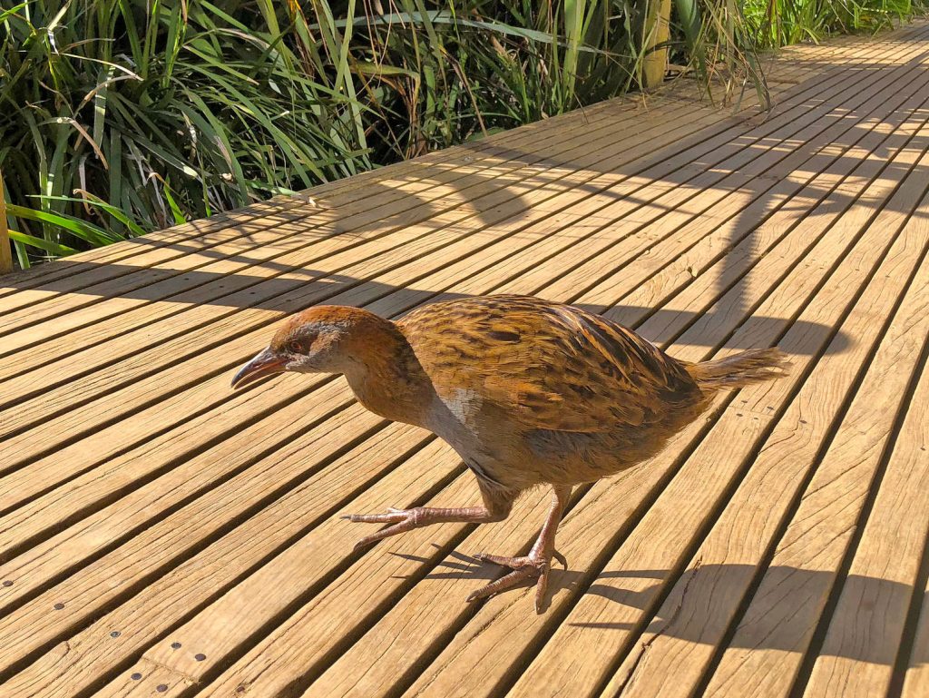 Weka sur Kawau Island