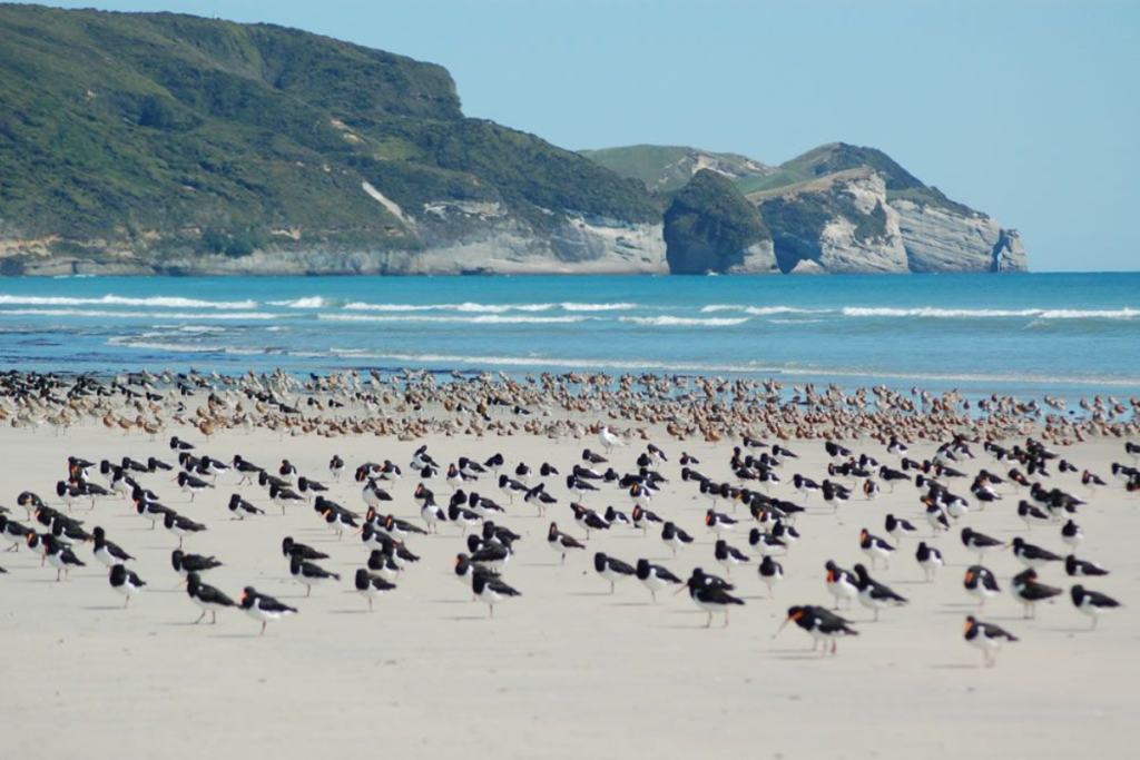 Eco tour au Farewell Spit, ornithologie et animaux marins