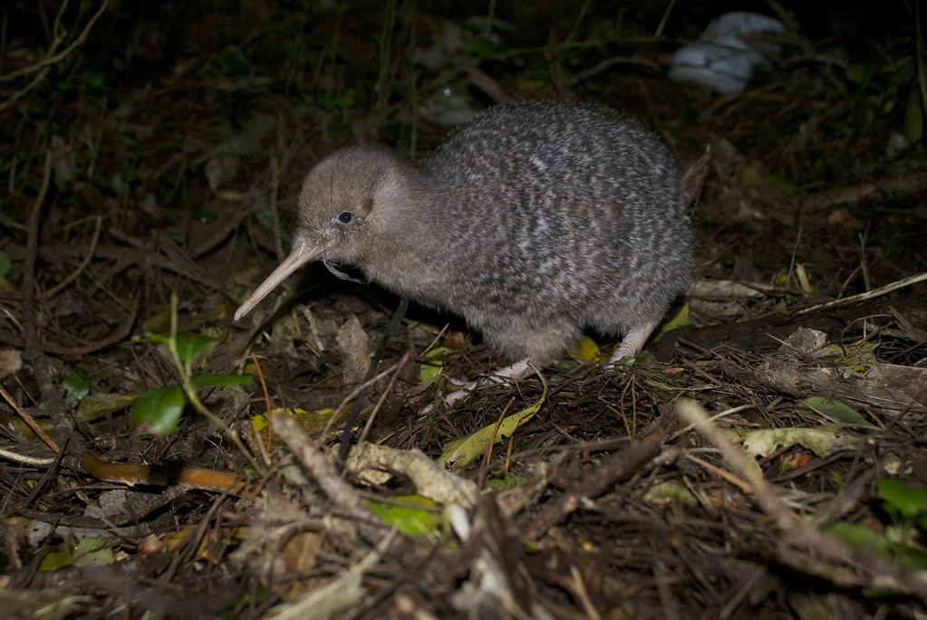 Le kiwi