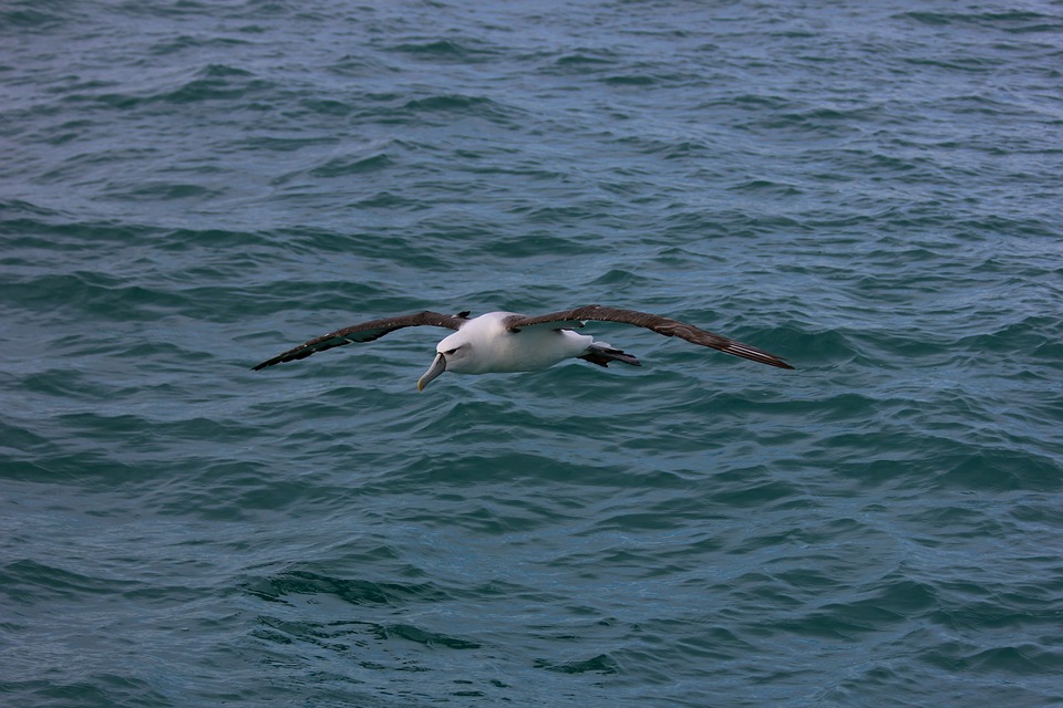 L'albatros Royal