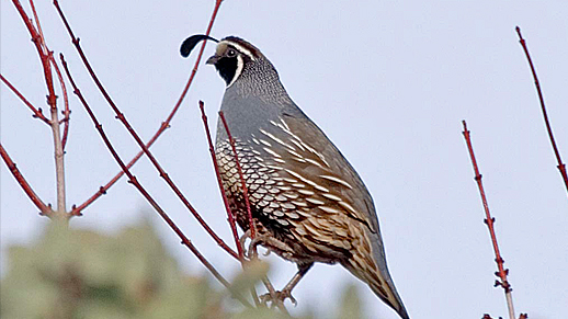 Le California Quail