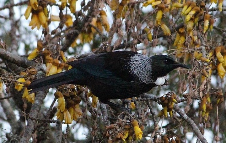 Le tui