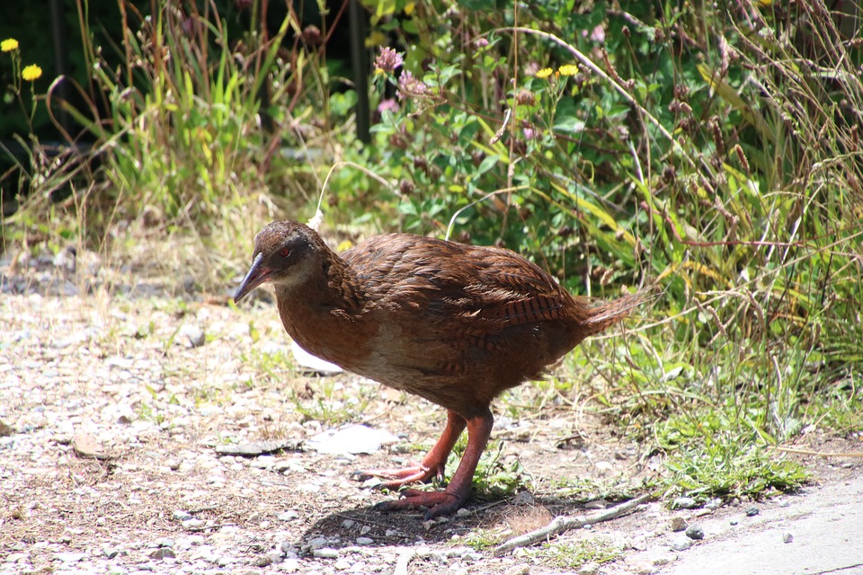 Le weka