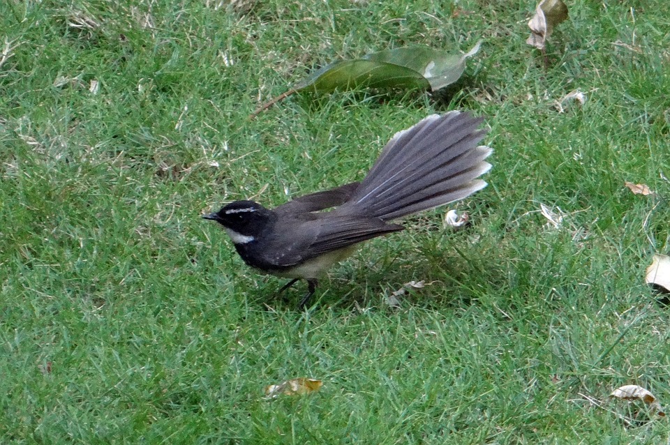 Le Fantail