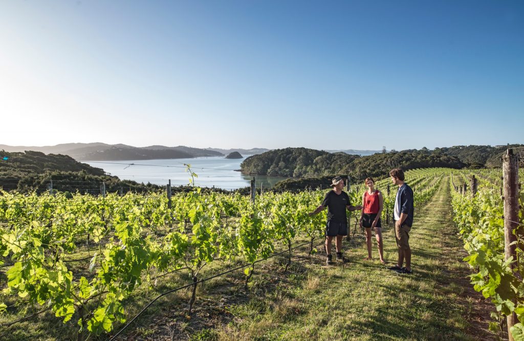 gastronomie vin nouvelle zélande
