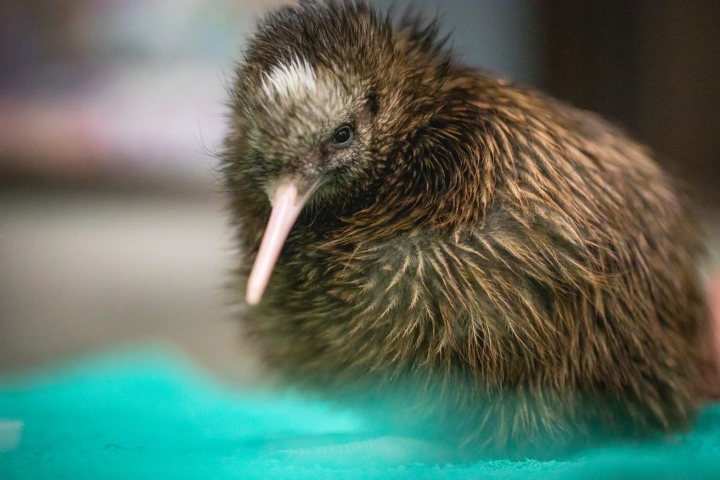 kiwi oiseau nouvelle-zélande