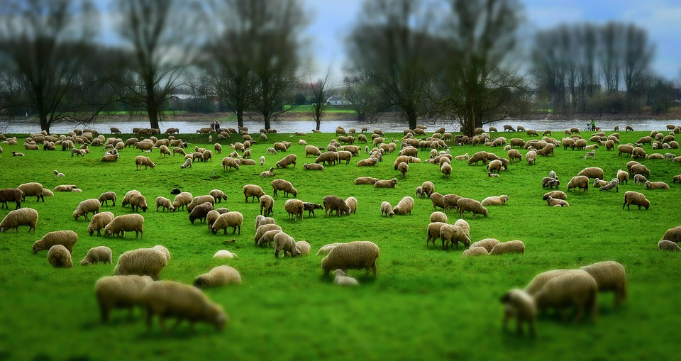 moutons nouvelle-zélande